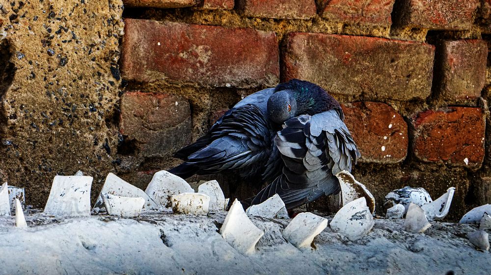 Фотография автора savitri Rawat