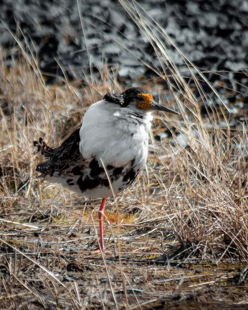 Фотография автора Konstantin Shendel