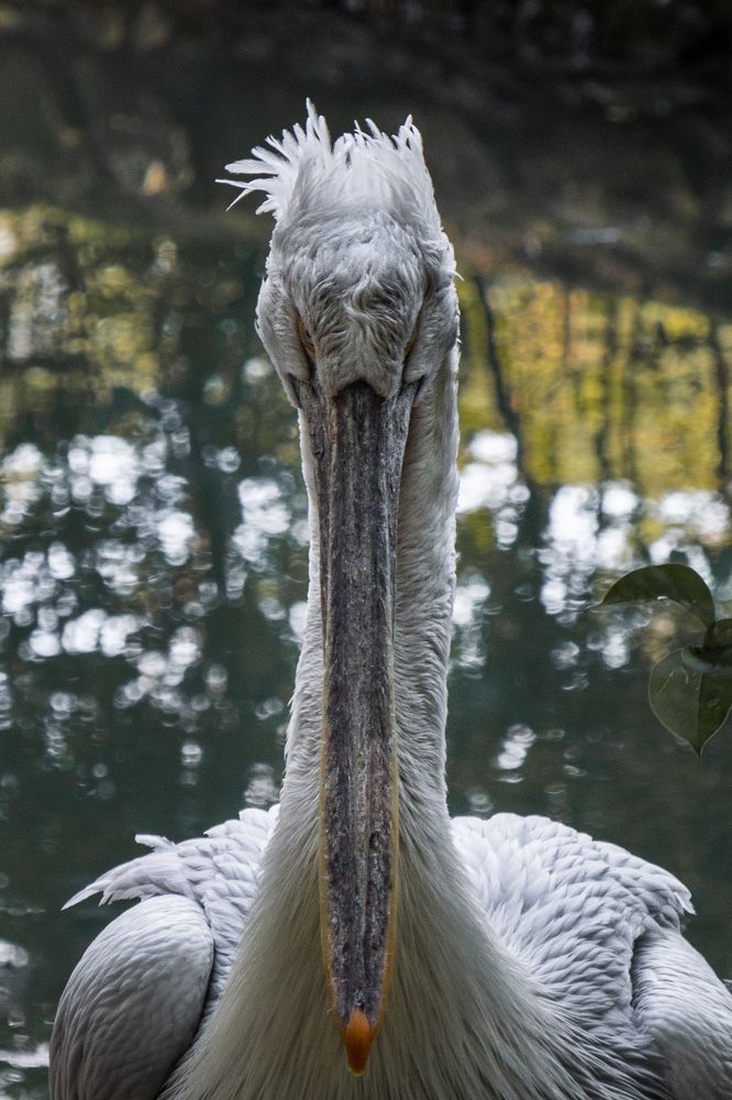 Фотография автора Konstantin Shendel