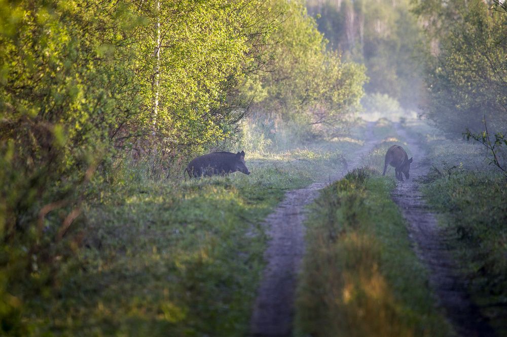 Photograph by Дмитрий Черепков