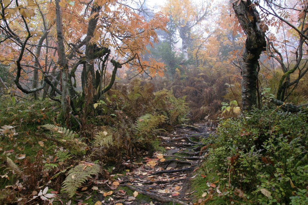 Photograph by Галина Ильясова