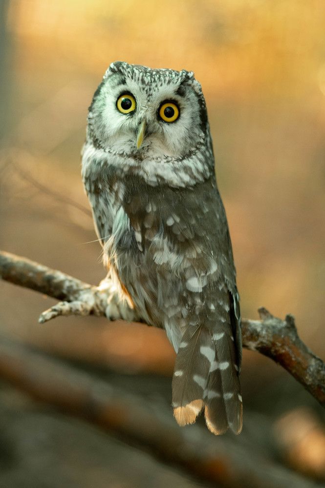 Photograph by Семина Ольга