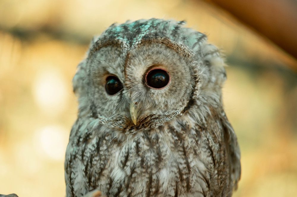 Photograph by Семина Ольга