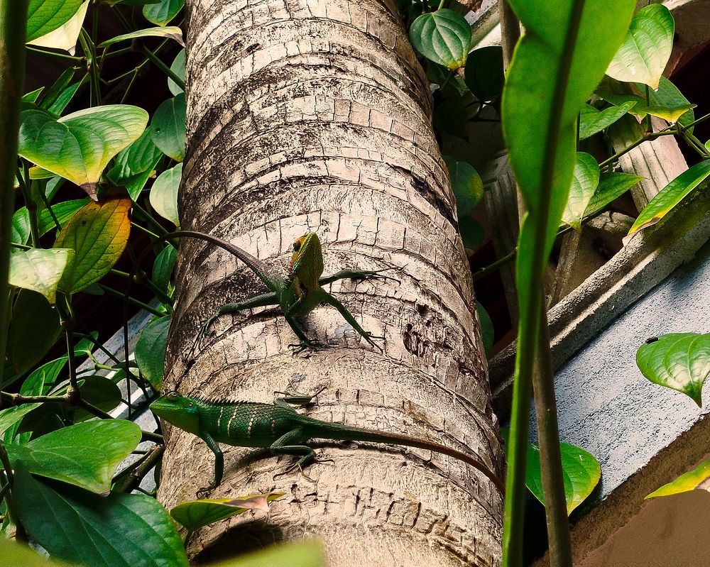 Photograph by Devmin Senevirathna