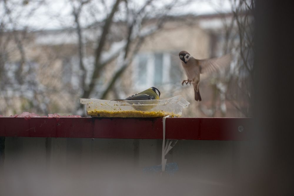 Фотография автора Ольга Круковская