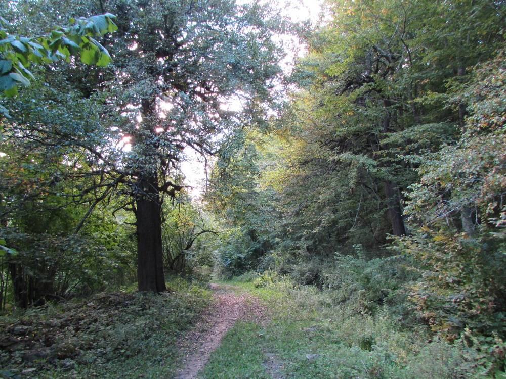 Лесная тропа в Мезмае.