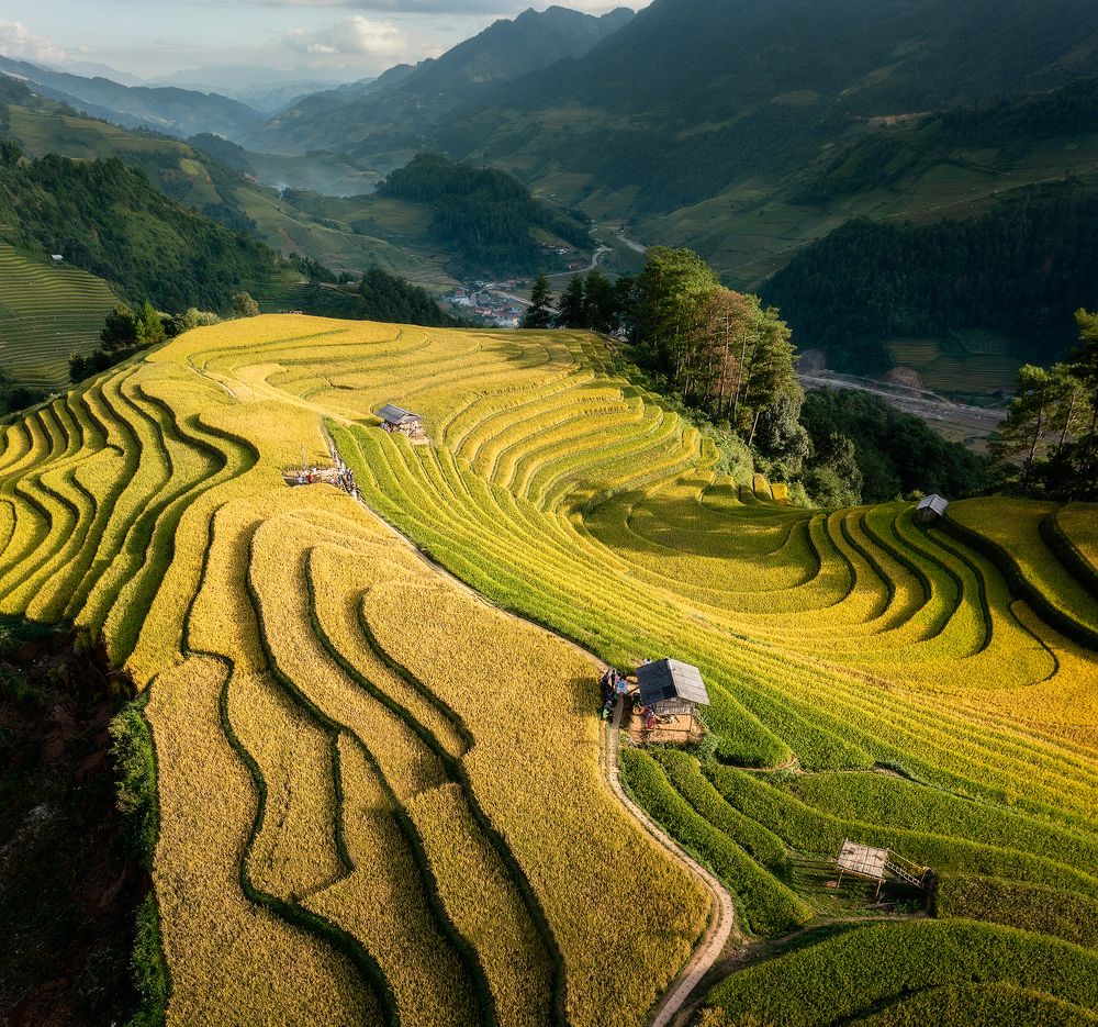 Golden Season in Sang Nhu 03