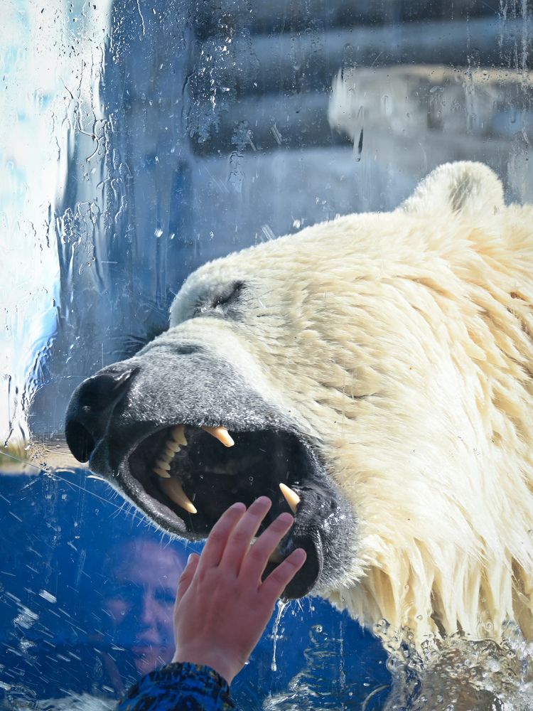 Фотография автора Надежда Барышева