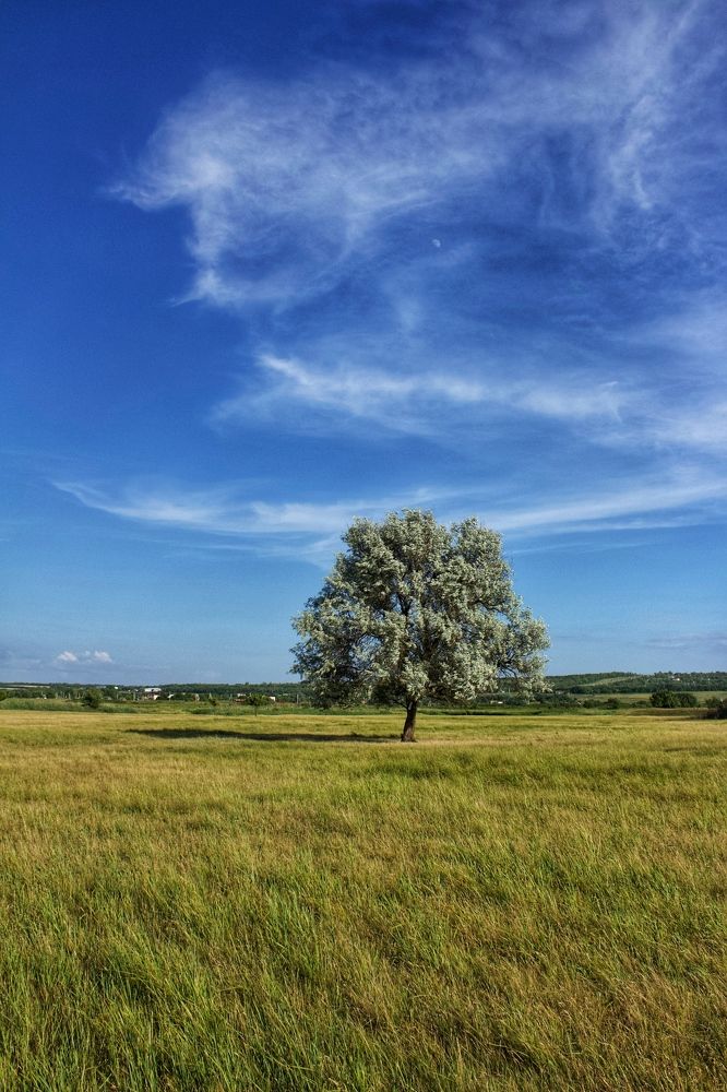 Одинокое дерево