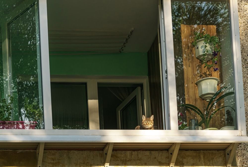 Наблюдатель