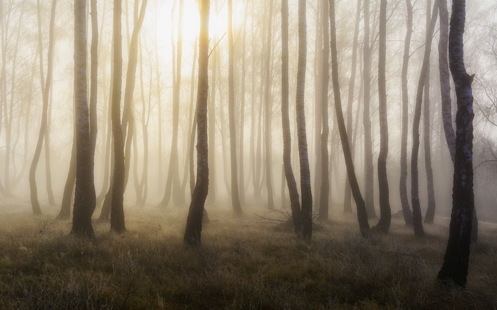 Photograph by Сергей Дишук