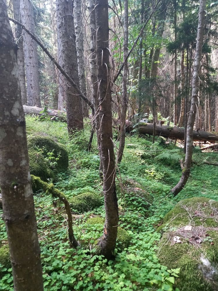 Photograph by Наталья Покрепина