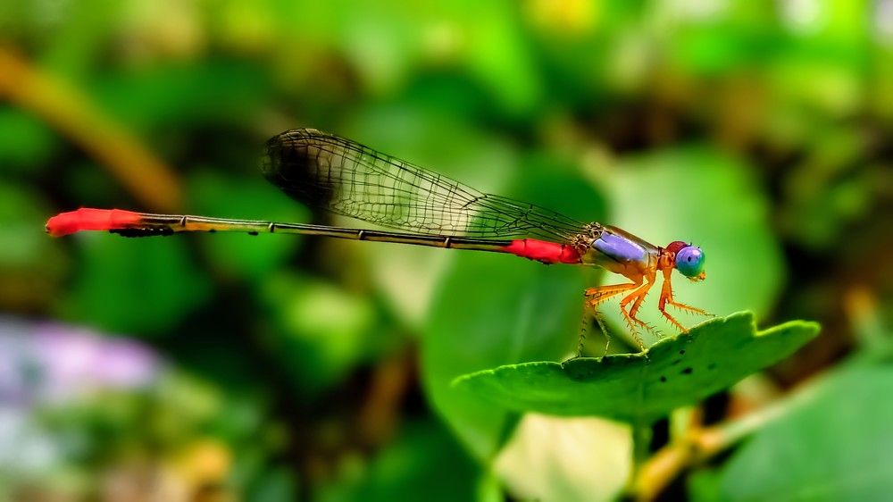 Photograph by Af Naf Shahriar