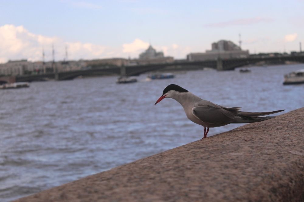 Photograph by Михаил Мархинин