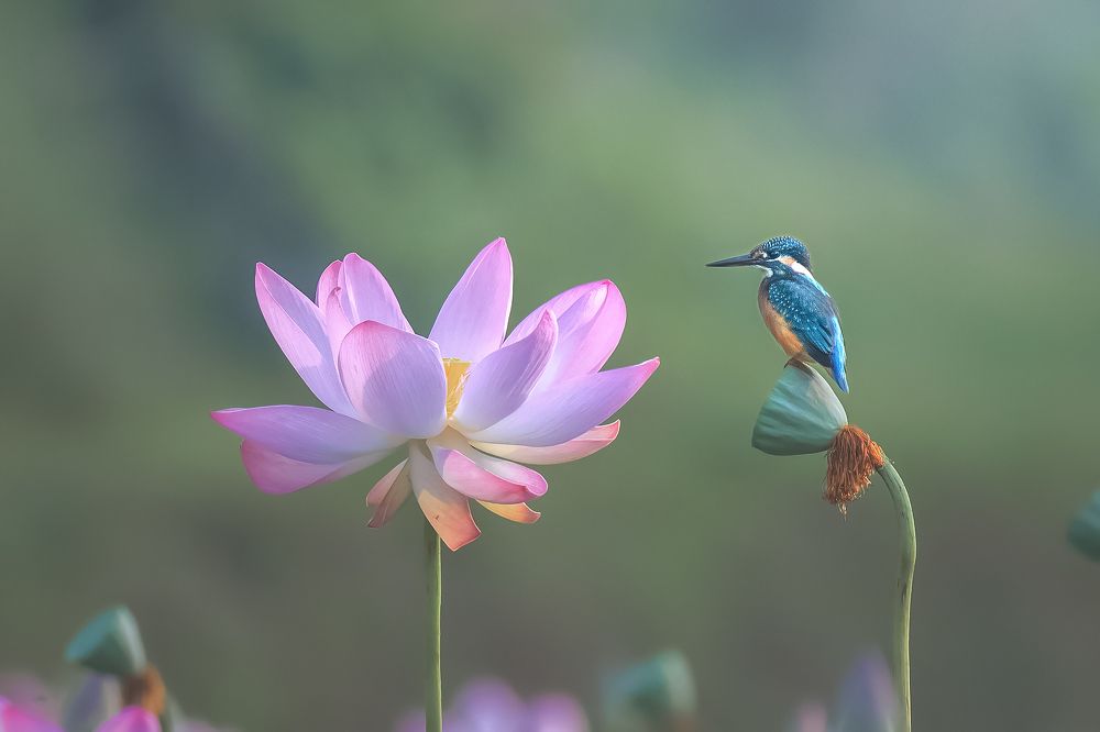 The king of our habitat