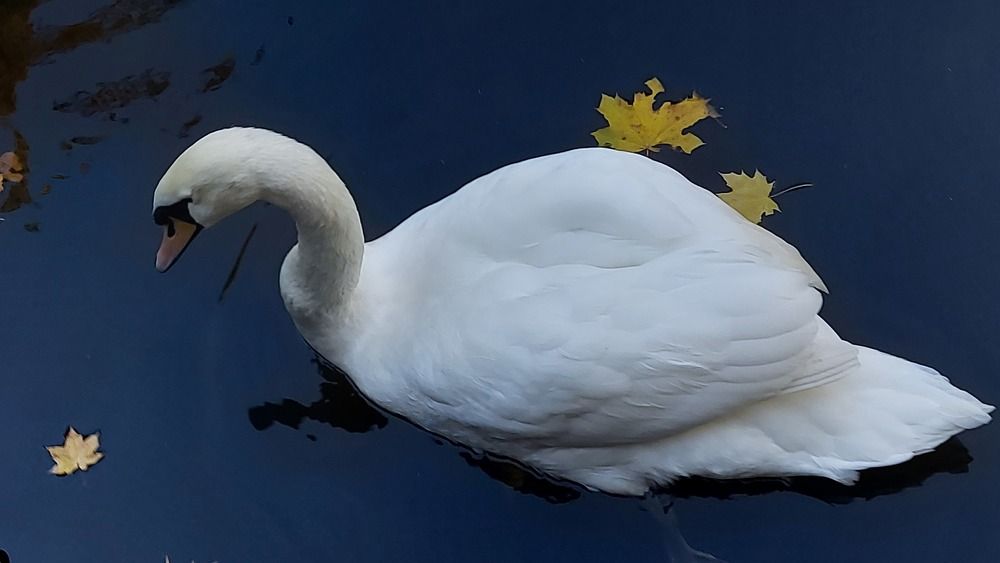 Photograph by ЭЛЬМИРА  ИСМАИЛОВА