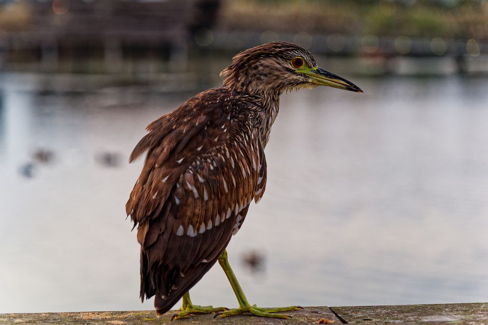 Photograph by David Solodar