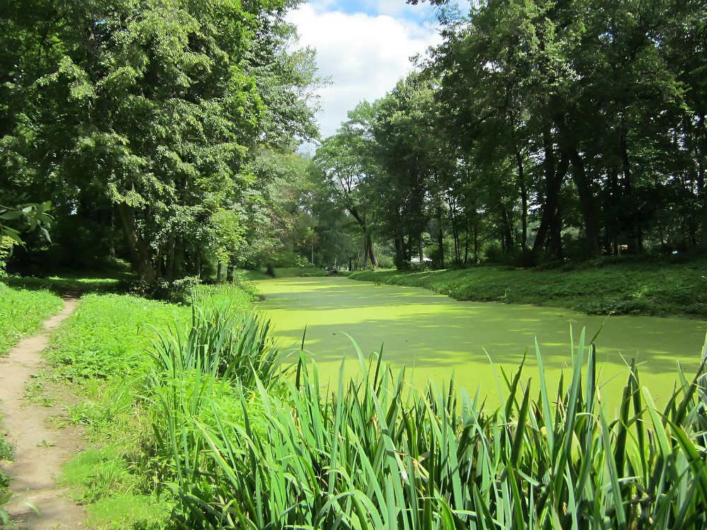 Yasnaya Polyana estate. Pond   Усадьба Ясная Поляна