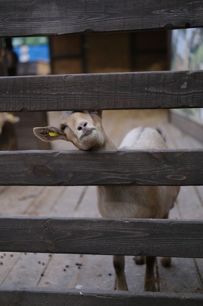 Фотография автора Александров Алексей