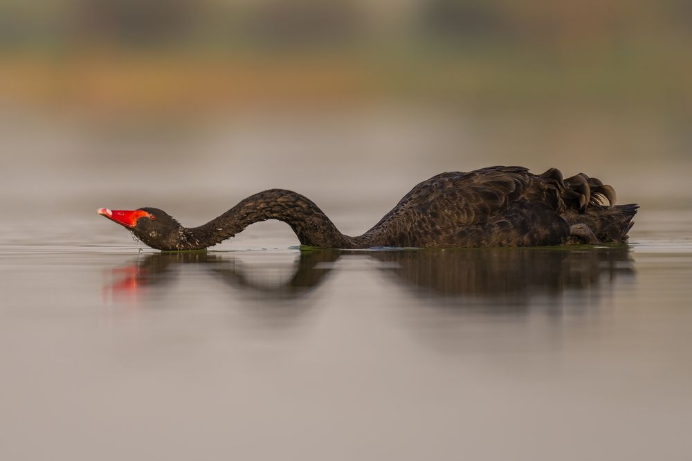 Photograph by Ahmed Sobhi