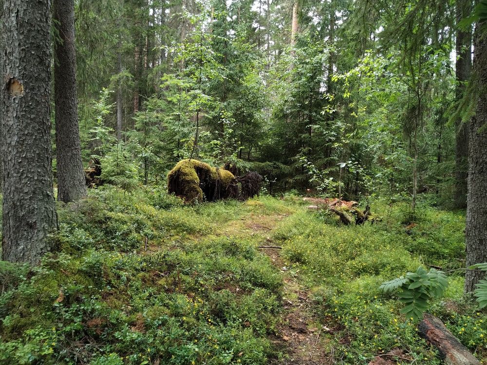 Photo #11229873