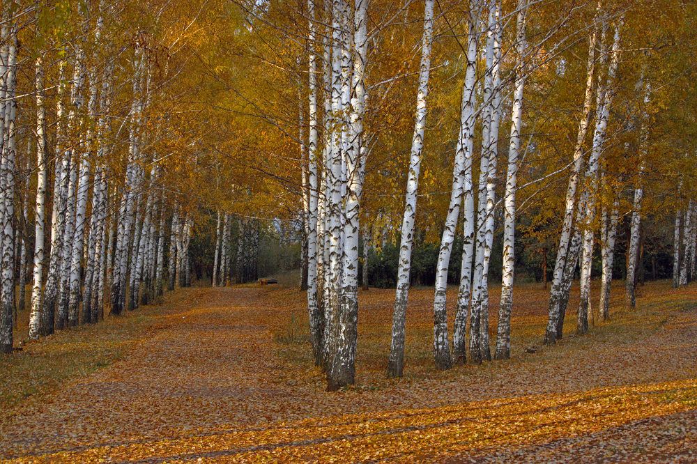 Photograph by Заболотская Ольга