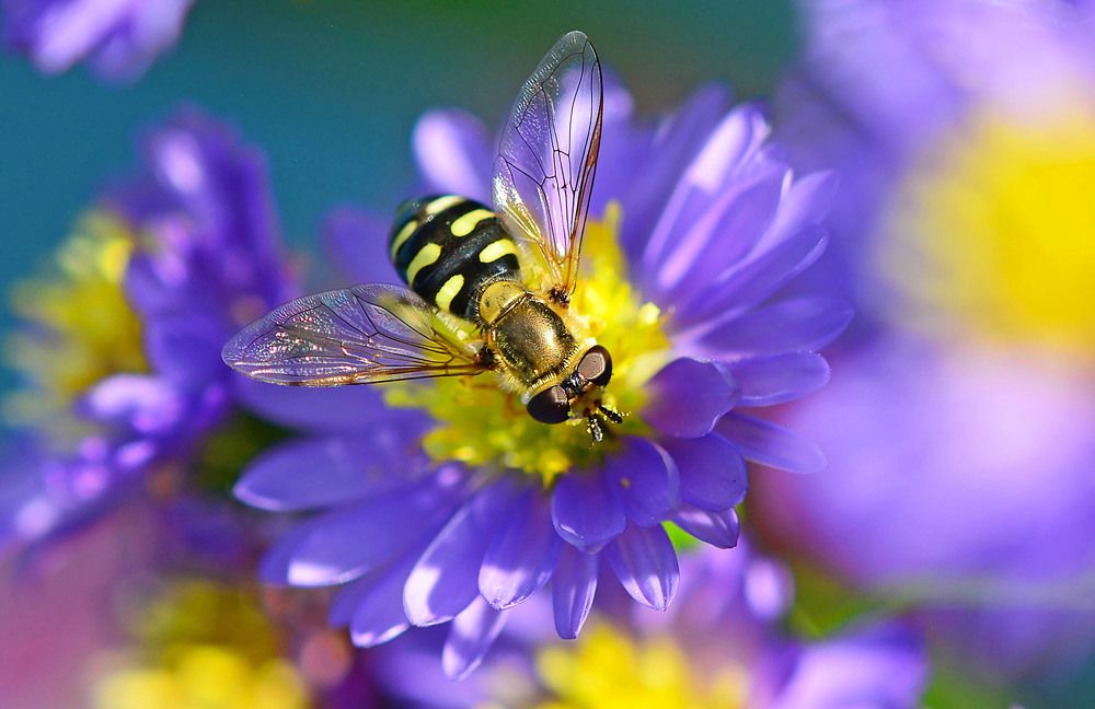 Photograph by Marjo Steffen