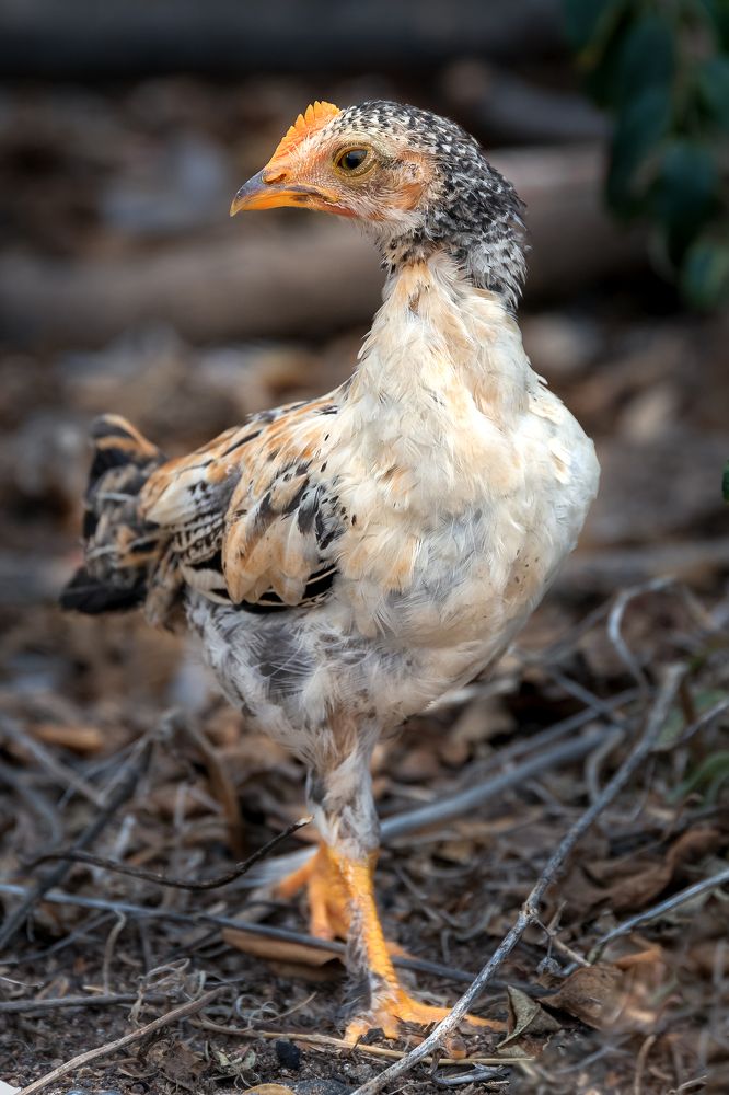 Photograph by ZOYA EL