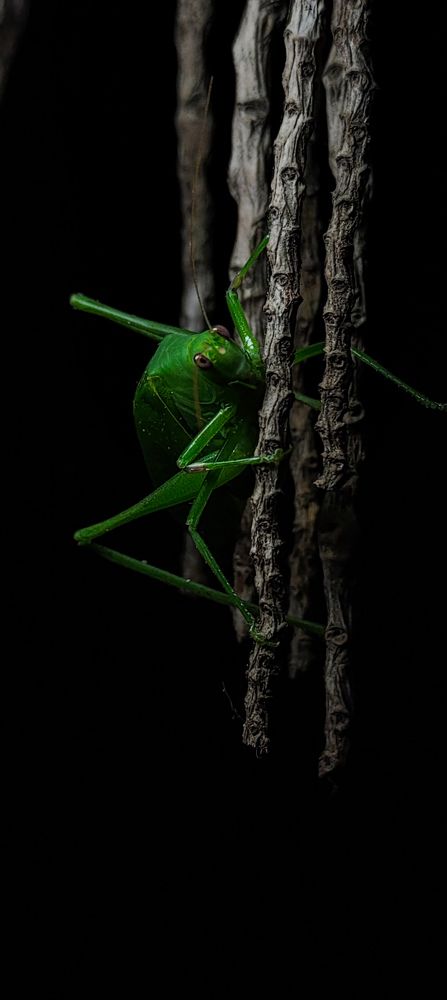 Photograph by Hari Krishnan