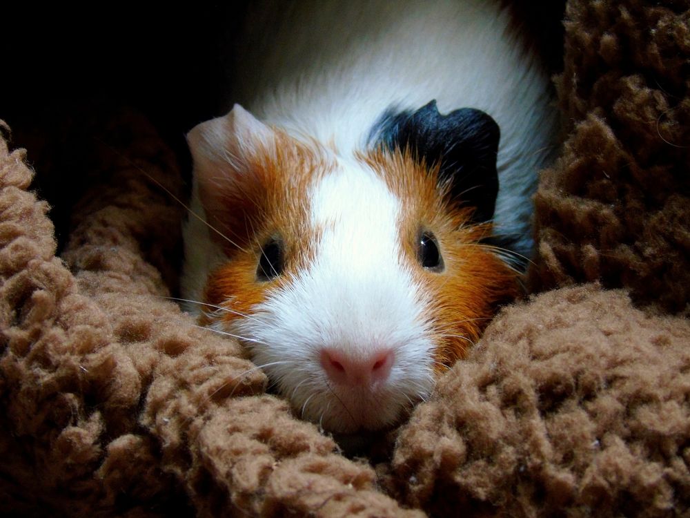 Морская свинка