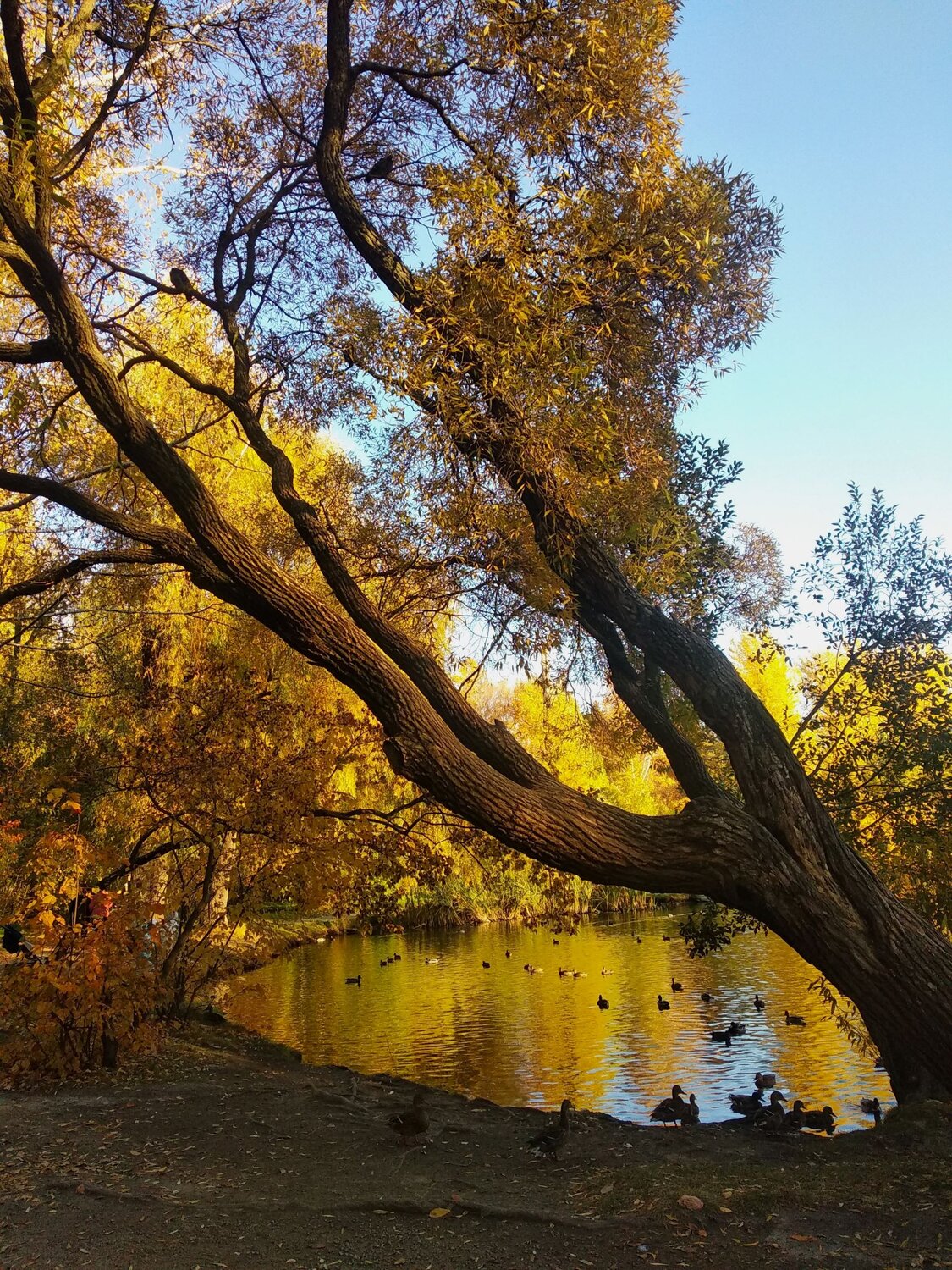 Photo #11230208