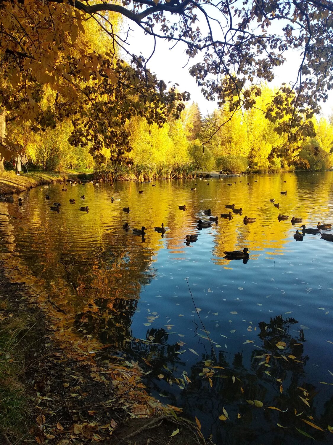 Photo #11230248