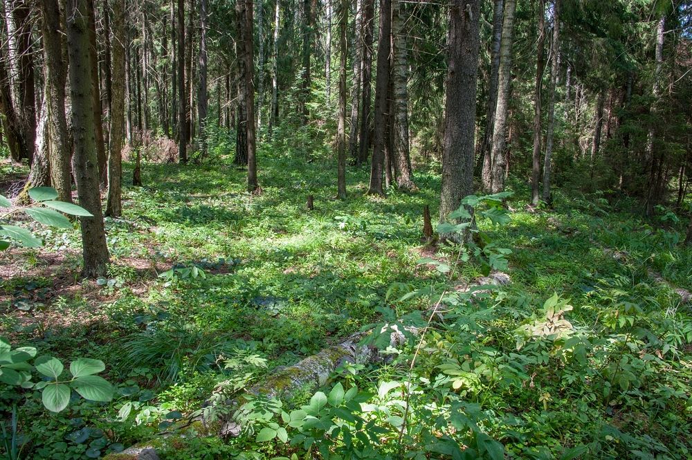 Photograph by Валерий Клейменов