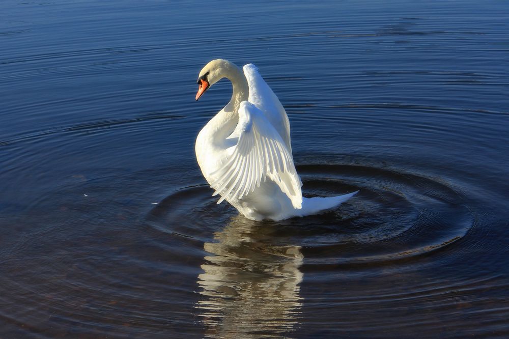 Фотография автора Aleksei Kartashov
