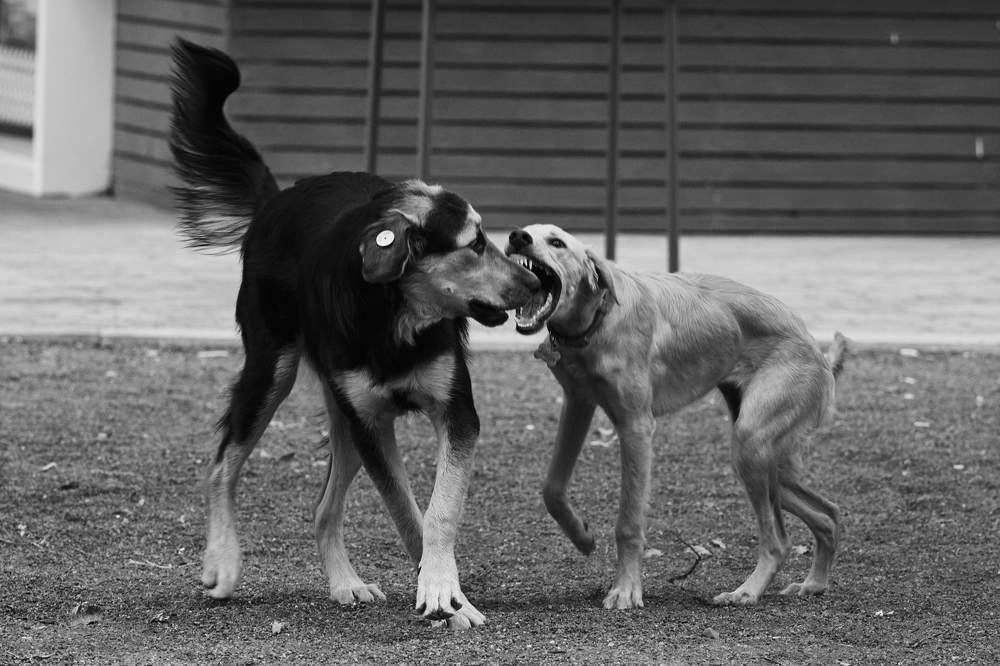 Photograph by Дмитрий Солодухин