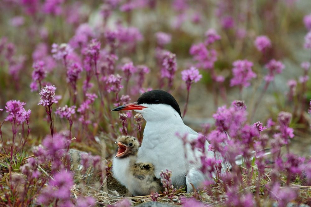 Photograph by Елена Валова