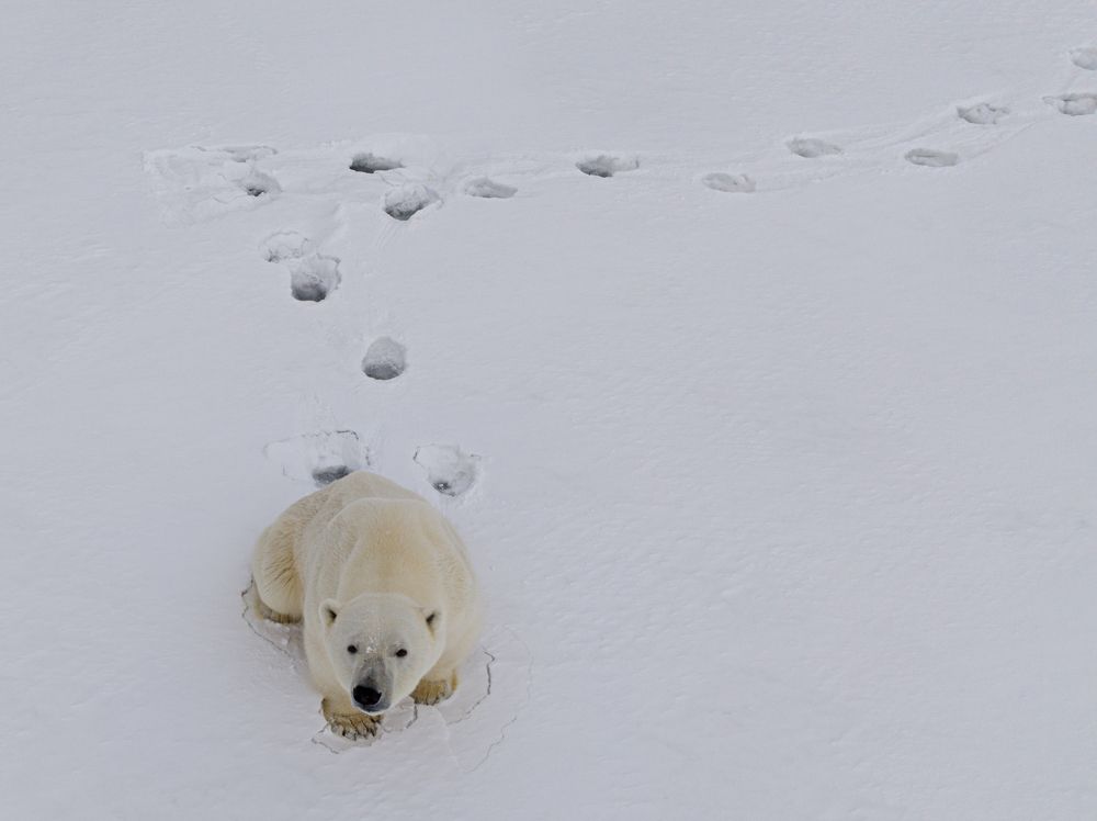 Heartbeats of the Arctic - A Bird’s Eye View
