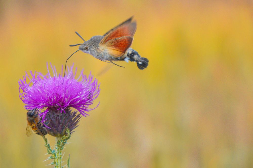 Photograph by Елена Шабельникова
