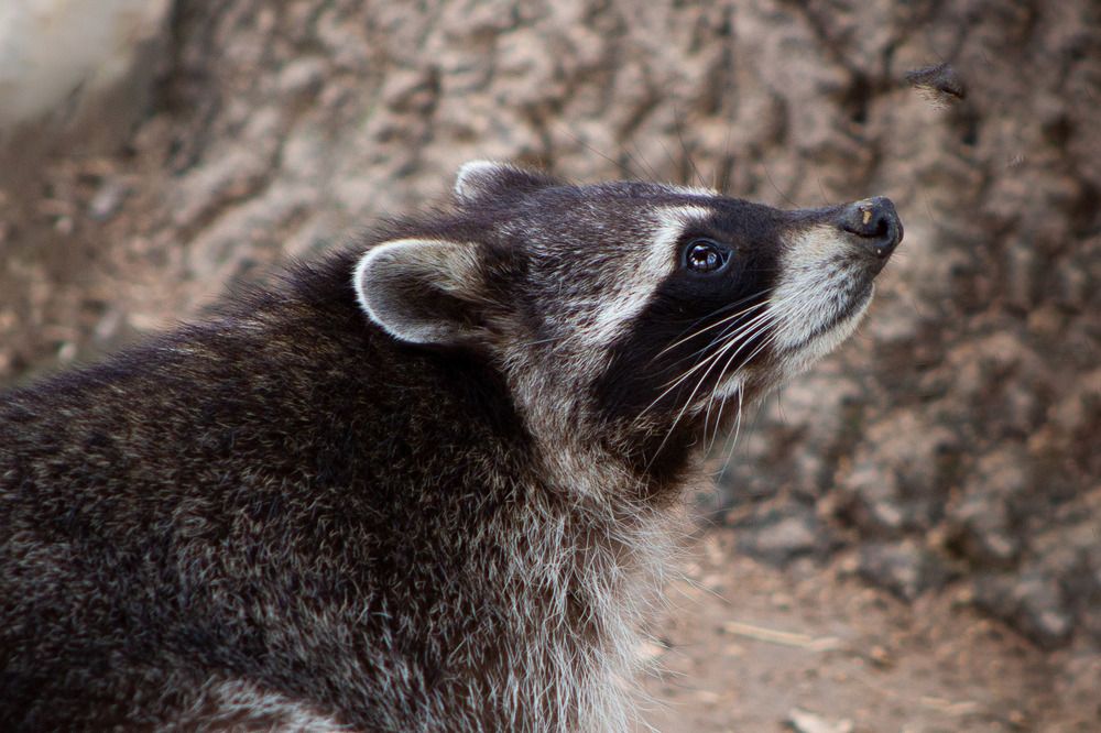 Крошка енот.