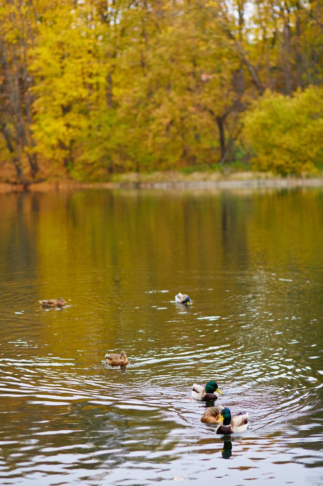 Photograph by Светлана Сафонова