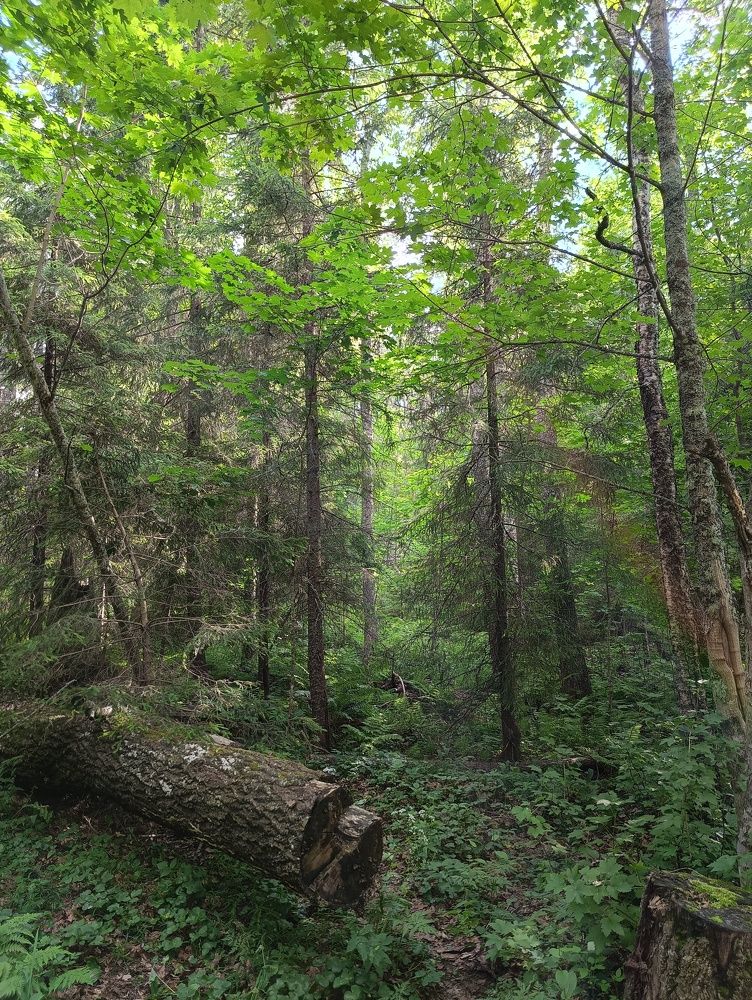 Фотография автора Елена Александрова