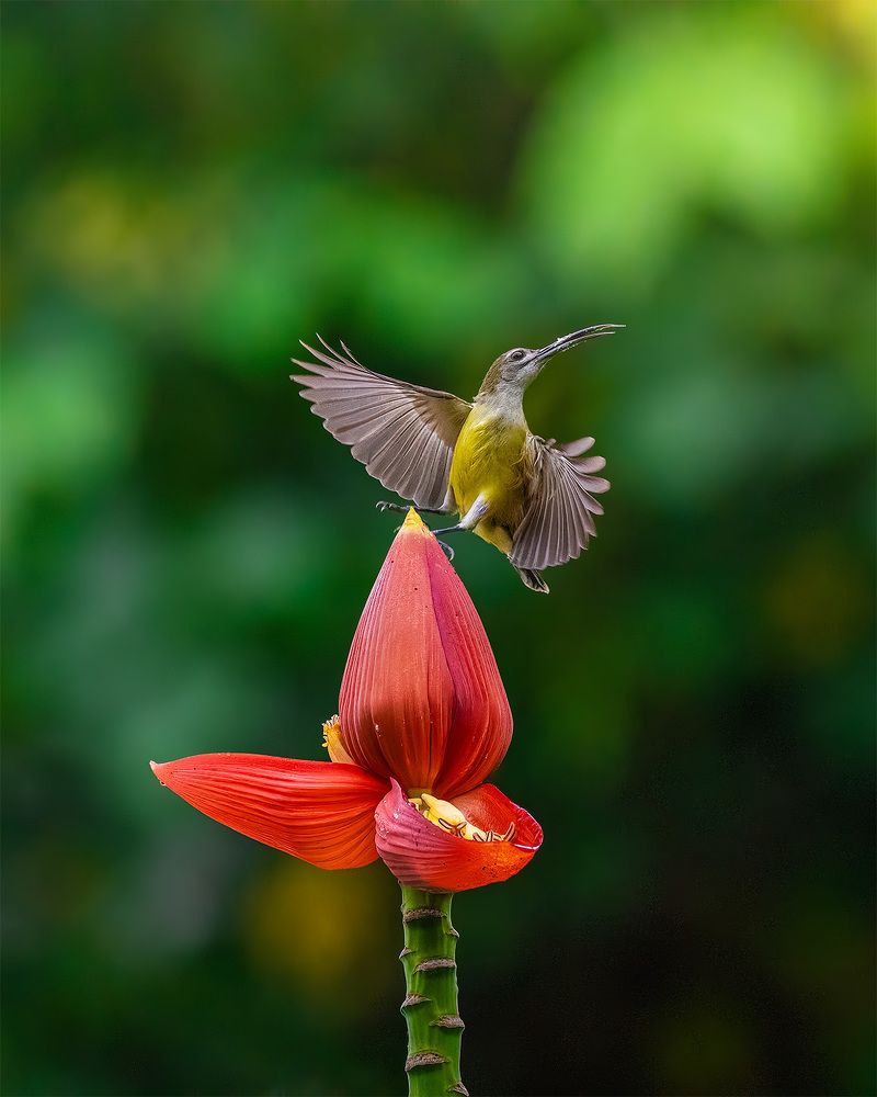 Photograph by ashok manjanath