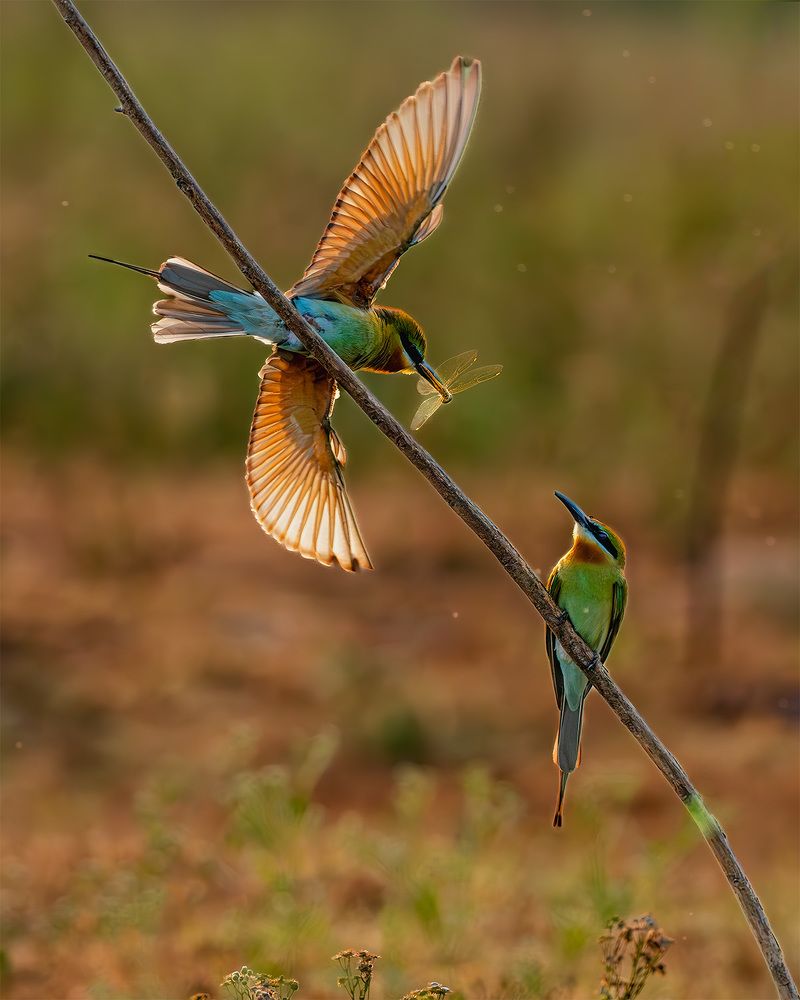 Photograph by ashok manjanath