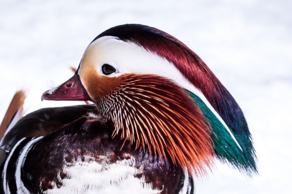 Фотография автора Elena Ku