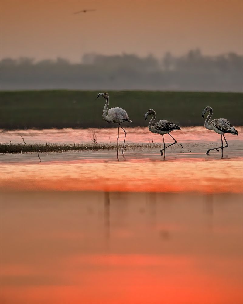 Photograph by ashok manjanath