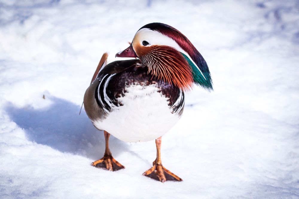 Фотография автора Elena Ku