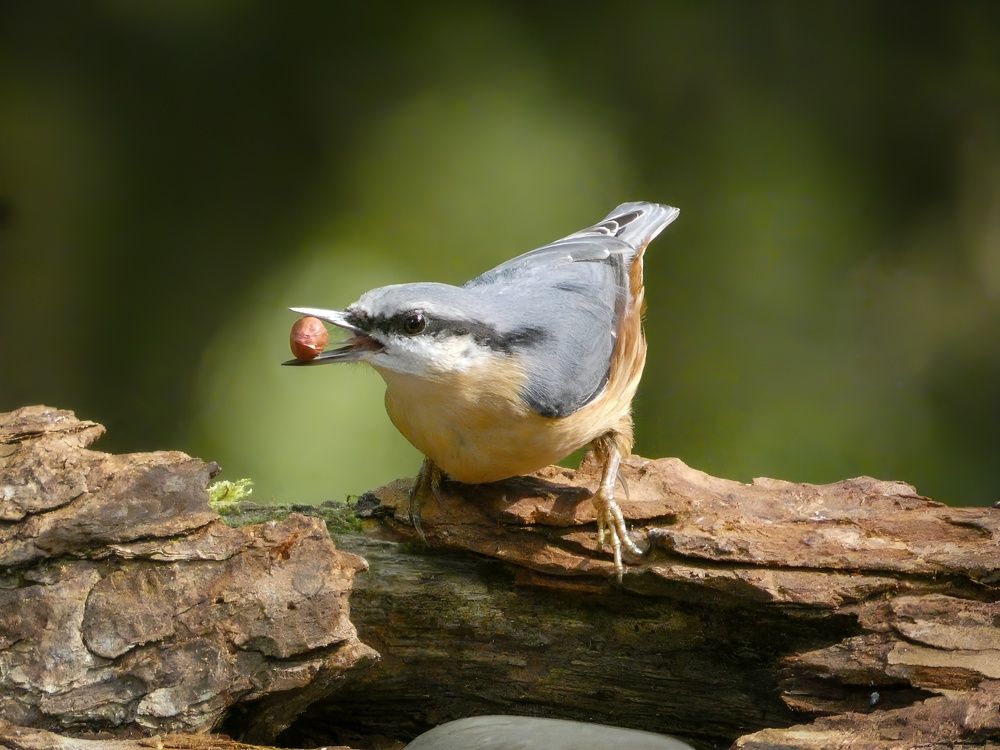Фотография автора Michael Gault