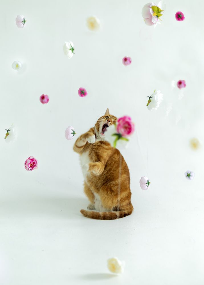 Photograph by Полина Драгон