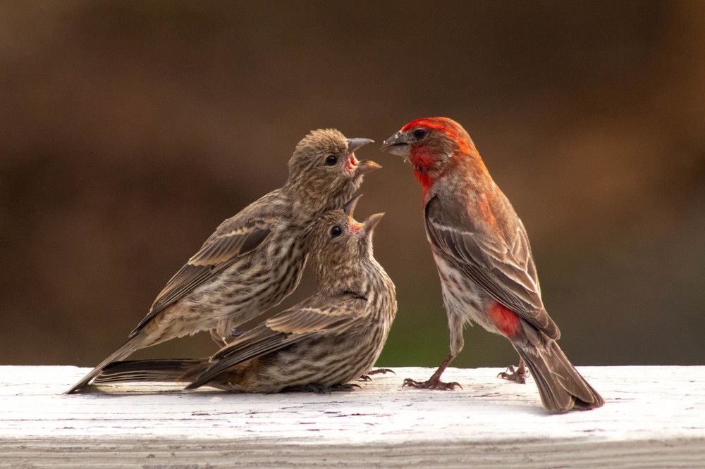 Фотография автора Van Gross