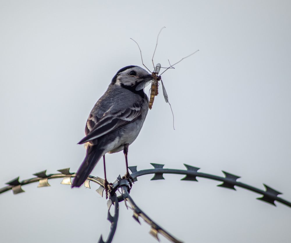 Фотография автора Van Gross